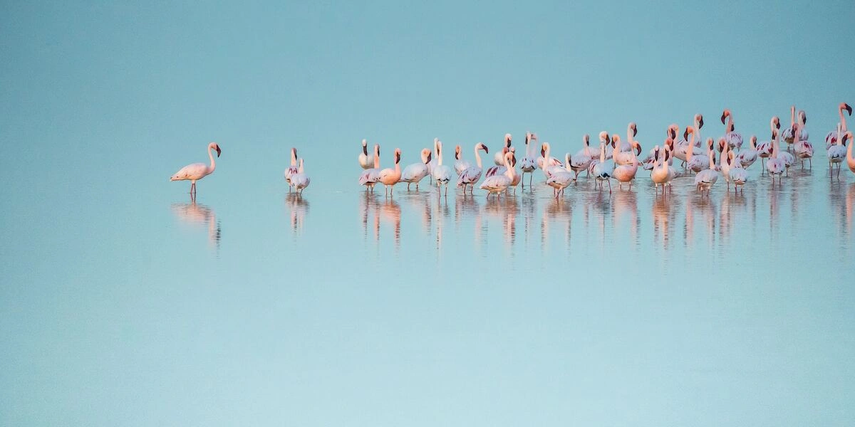 Captivating image showcasing the incredible wildlife and landscapes during Tanzania Tours and Safari, featuring majestic animals in their natural habitat.