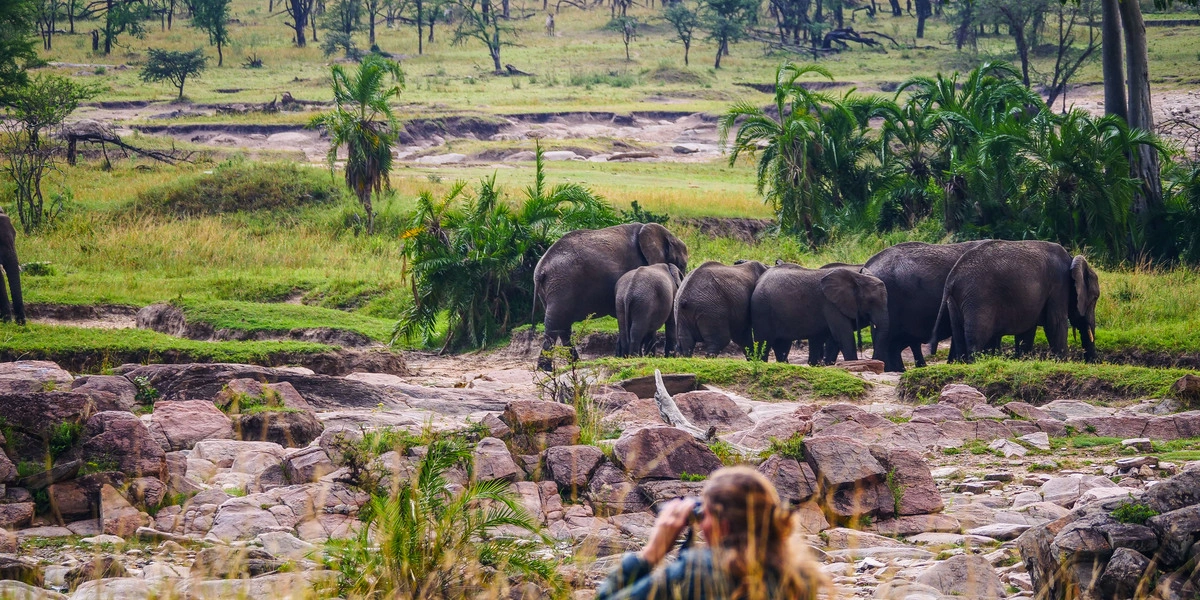 Captivating image showcasing the incredible wildlife and landscapes during Tanzania Tours and Safari, featuring majestic animals in their natural habitat.