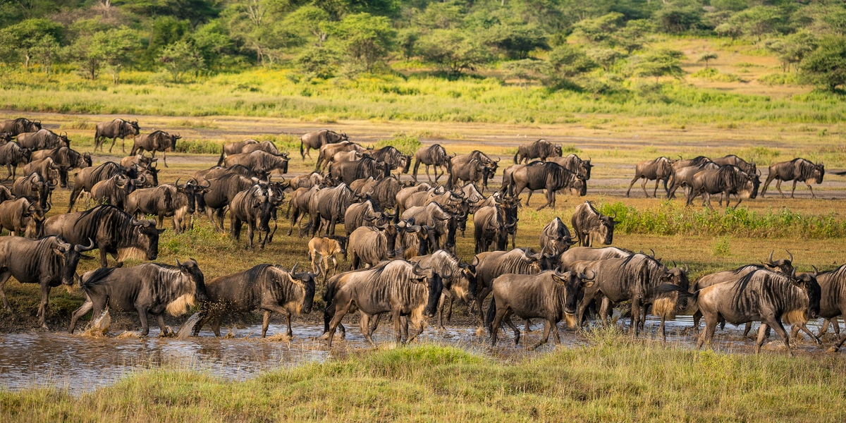 Experience the breathtaking Serengeti wildebeest migration and choose from the best Tanzania Migration Safari Packages.
