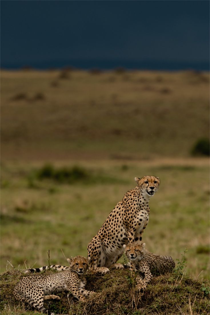 serengeti_leopard