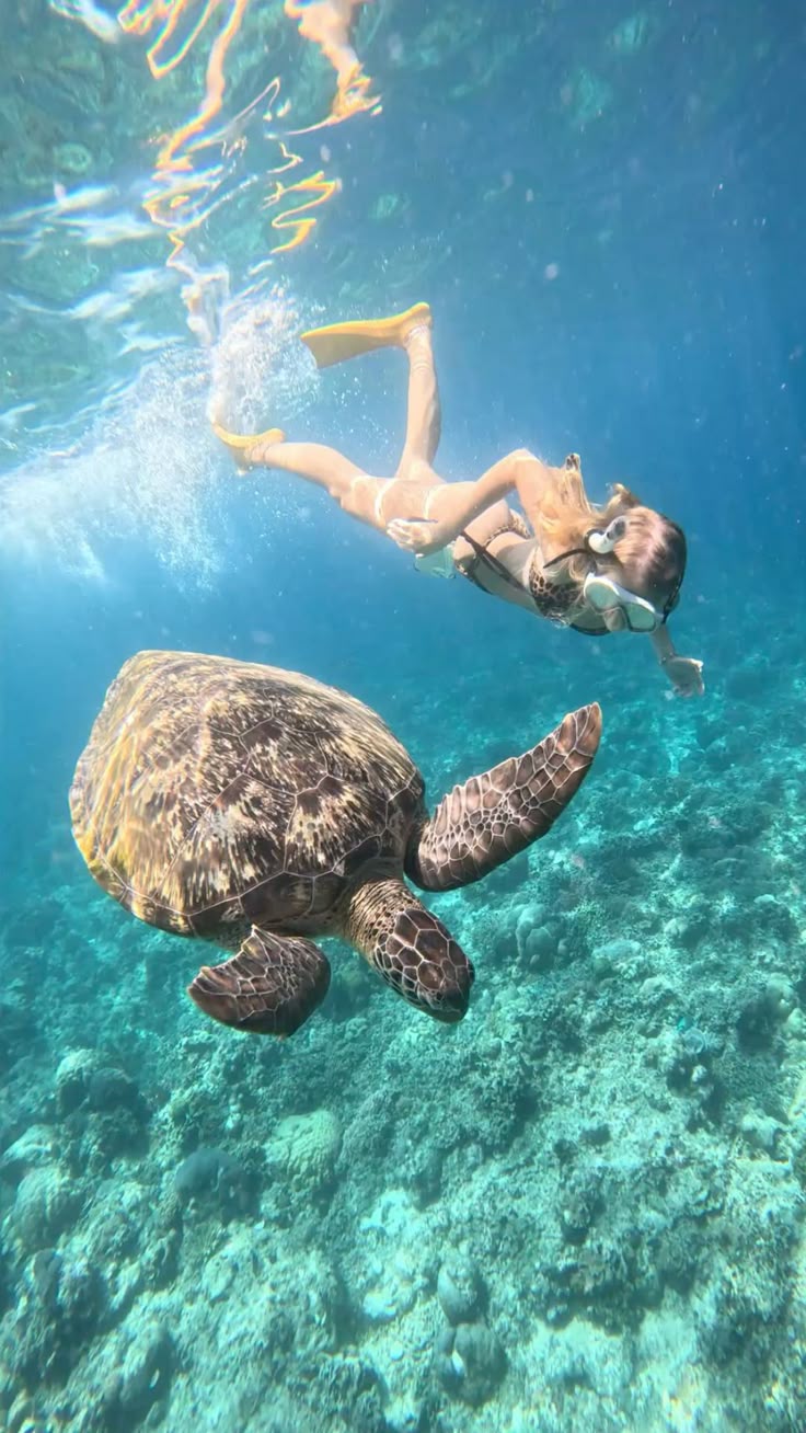 zanzibar_turtle