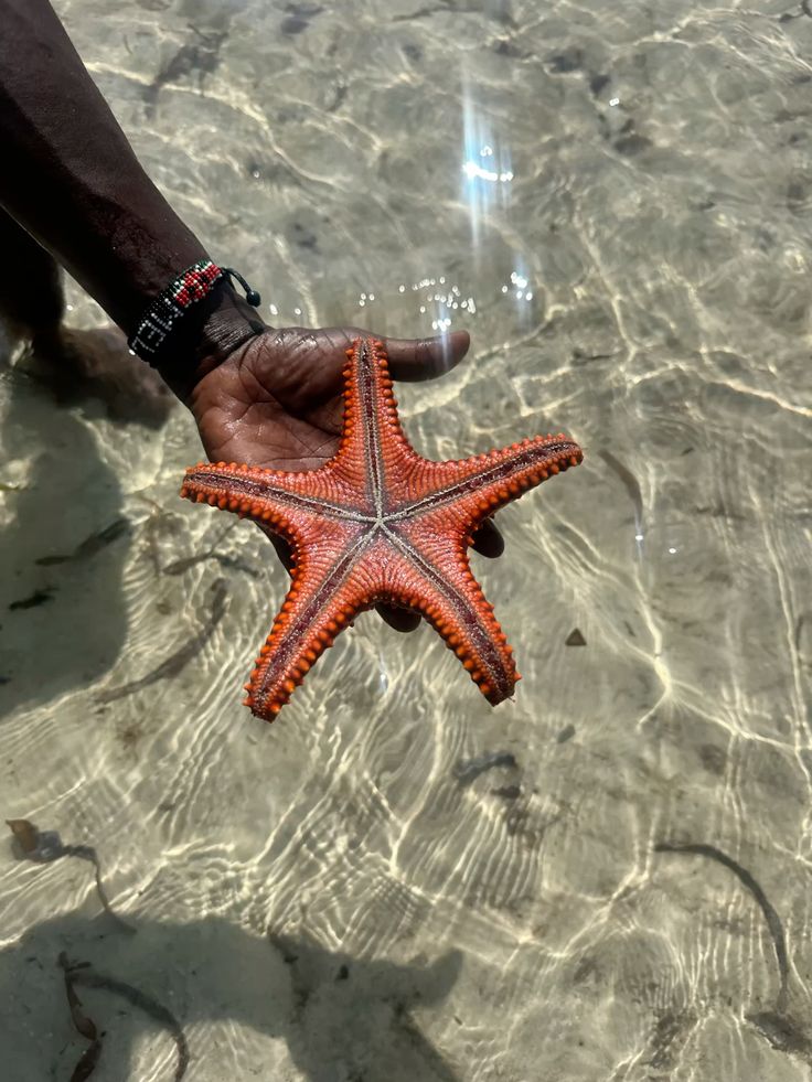 Zanzibar_Starfish