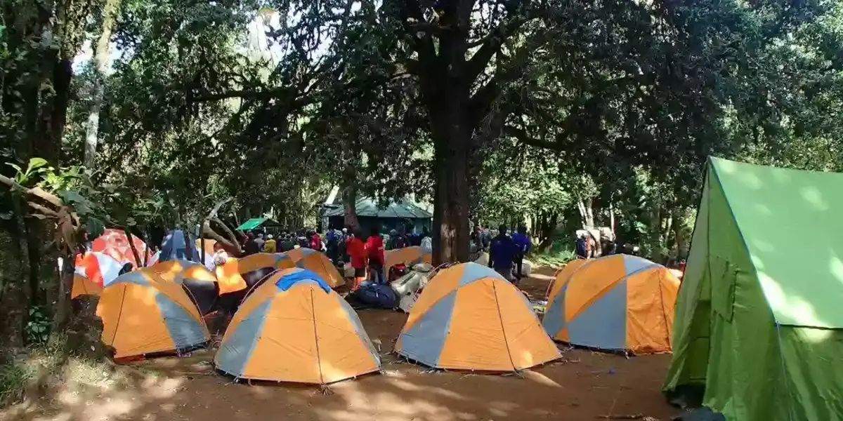 Captivating image showcasing the incredible wildlife and landscapes during Tanzania Tours and Safari, featuring majestic animals in their natural habitat.