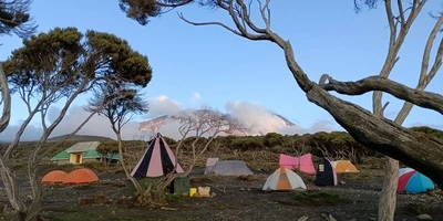 Captivating image showcasing the incredible wildlife and landscapes during Tanzania Tours and Safari, featuring majestic animals in their natural habitat.