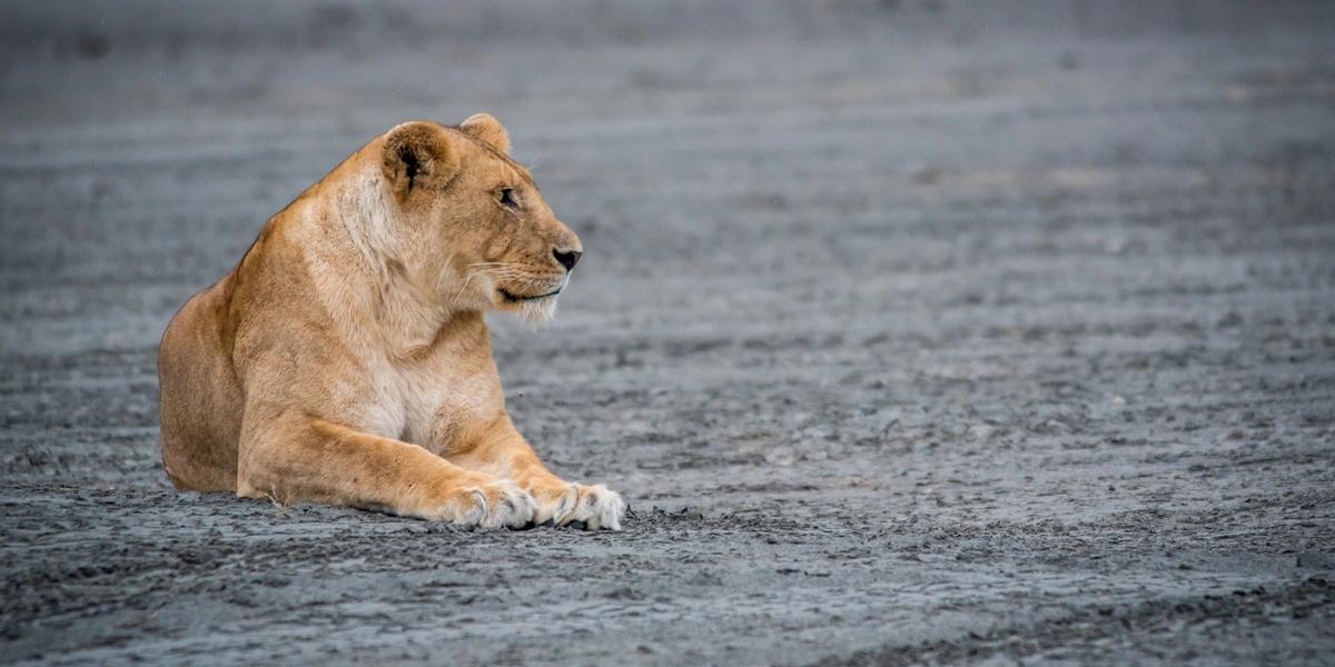 Best Mid-Range and Affordable Tanzania Safaris