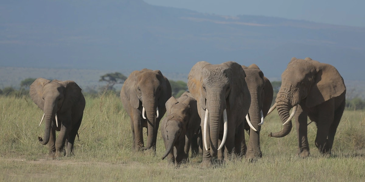 iscover the budget Tanzania safari deals to top destinations with a low-cost schedule.