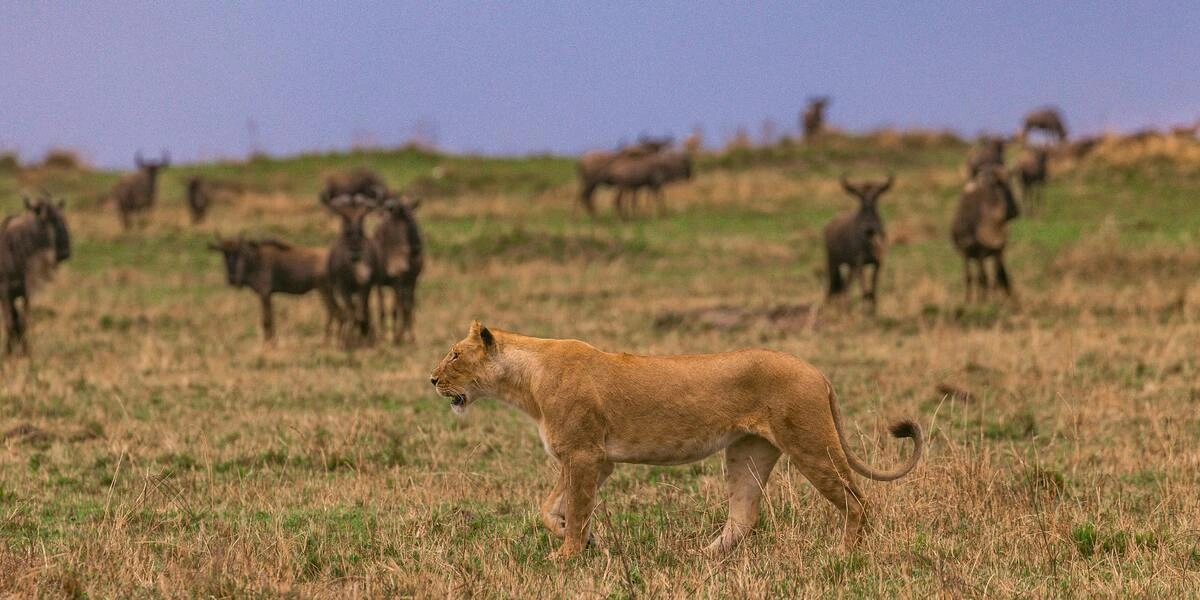 Get your plan destination for a safari Africa Tanzania. Witness the Serengeti, conquer Kilimanjaro, and unwind on Zanzibar.