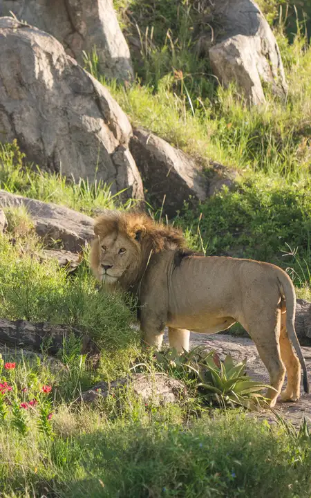 Captivating image showcasing the incredible wildlife and landscapes during Tanzania Tours and Safari, featuring majestic animals in their natural habitat.