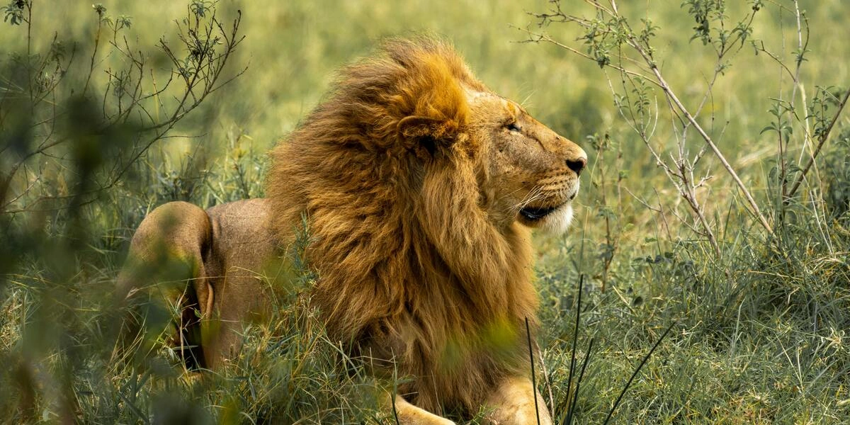 Go on an unforgettable adventure with top Tanzania day trips. ideal for exploring the wild in a single day.