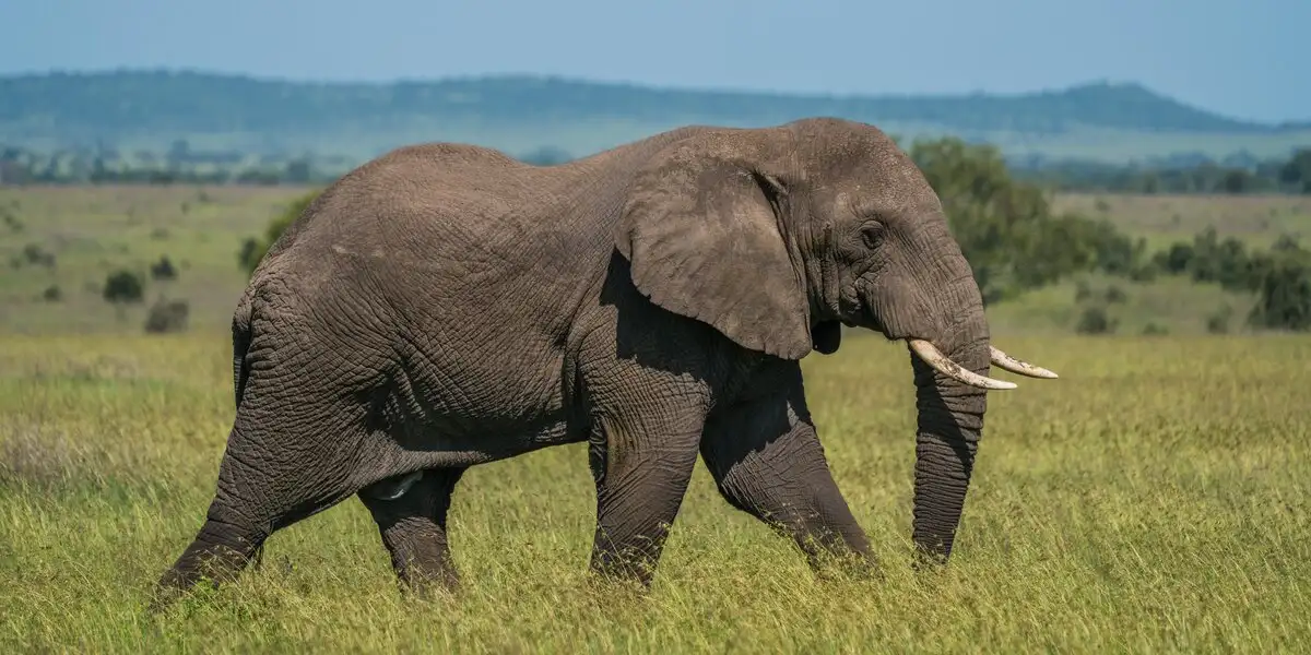 Visit an African safari adventure and see animals from elephants. Book a Tanzania safari and get the best Tanzania trip cost.