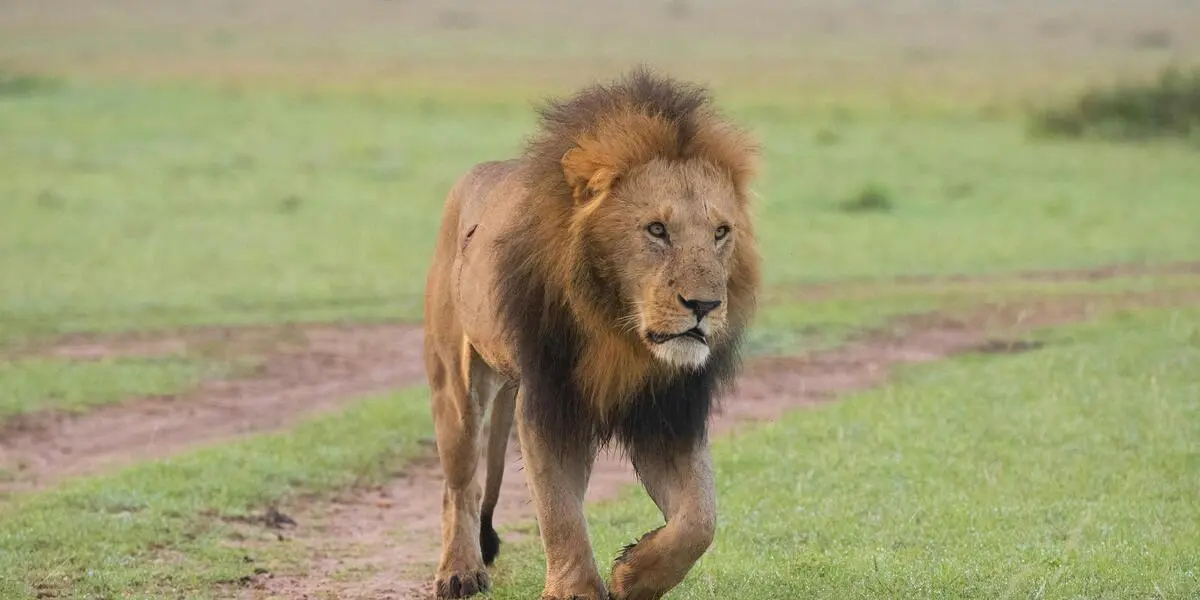 Zebras grazing near the lodge in an African safari package. Get a Tanzania travel itinerary and Tanzania safari price.