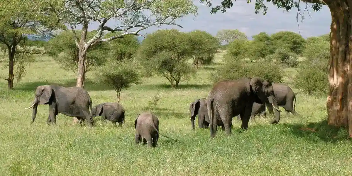 Go on a Tarangire National Park to experience the Tarangire Safari Tours. When To Go To Tarangire