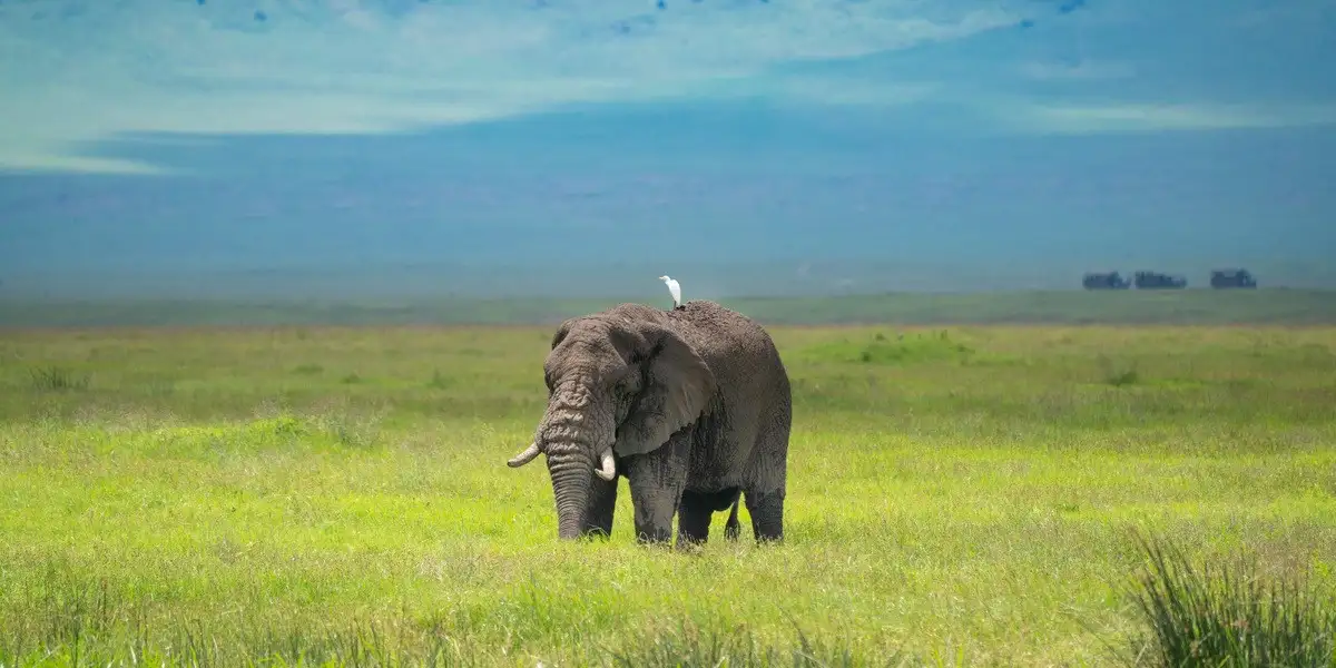 Elephant browsing in Tanzania safari and Zanzibar. Serengeti and Zanzibar. Bo your Safari beach.