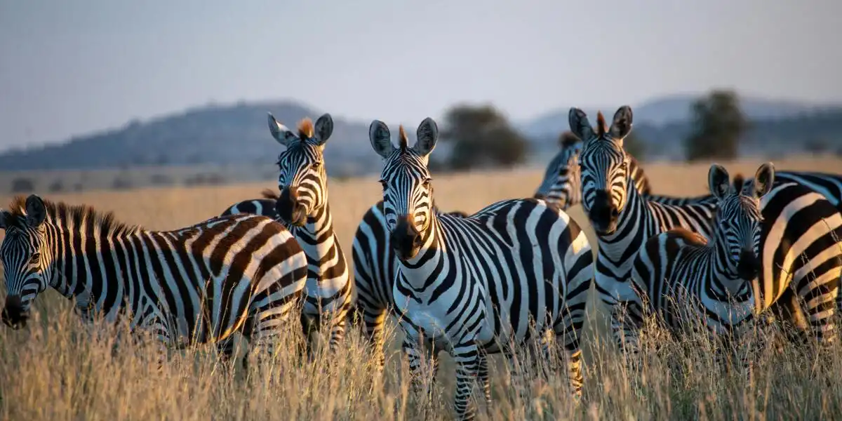 Zebras