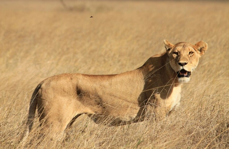 12-day Serengeti safari Zanzibar. Spot wildlife in Tarangire, Ngorongoro, and Serengeti, and relax on Zanzibar beaches.