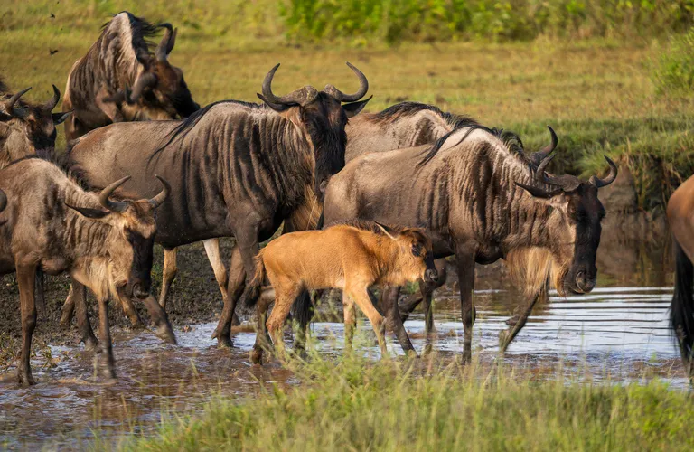Experience the unmatched African trip with an 11-day Tanzania safari adventure.