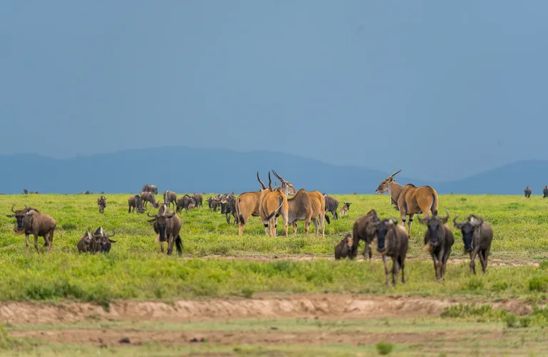 Wild Animals in the 5-Day Tanzania Mid-Range Tour. Affordable guided tours with lodging included.