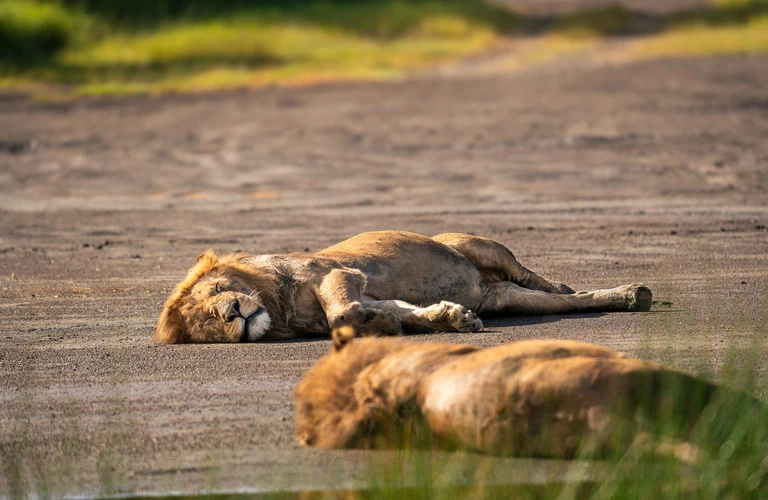 The lions' safari experience in Tanzania: Get your full guided tour in this 5-day animal safari.