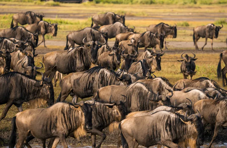 With the 12-day safari and beach, we will experience the wildebeest migration river crossing and beach relaxation in Zanzibar.
