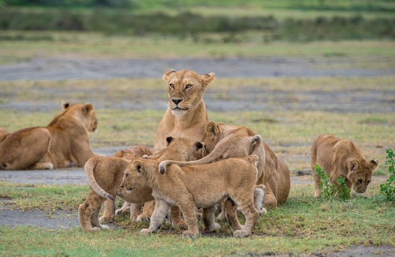 Visit Serengeti National Park and see this pride of lions in our 15-day safari and beach holiday.