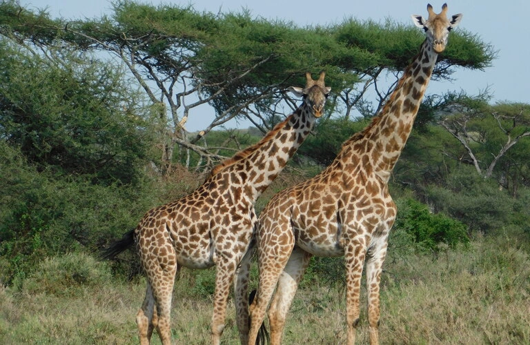 Tallest land mammal in the 3-day Serengeti safari. Experience this tour from the Arusha region in Tanzania.
