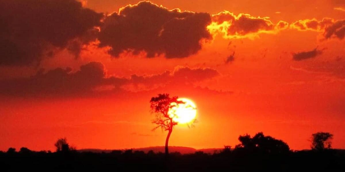 Captivating image showcasing the incredible wildlife and landscapes during Tanzania Tours and Safari, featuring majestic animals in their natural habitat.