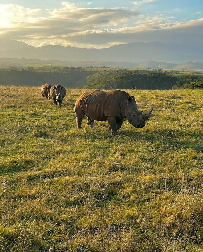 Captivating image showcasing the incredible wildlife and landscapes during Tanzania Tours and Safari, featuring majestic animals in their natural habitat.