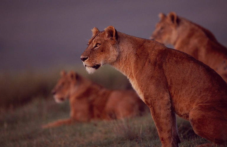 Captivating image showcasing the incredible wildlife and landscapes during Tanzania Tours and Safari, featuring majestic animals in their natural habitat.