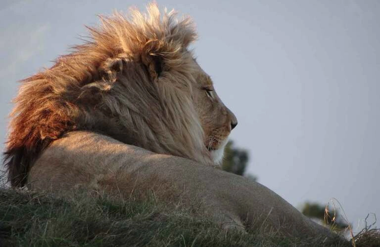 Experience the 7-day best of Tanzania luxury safari.
