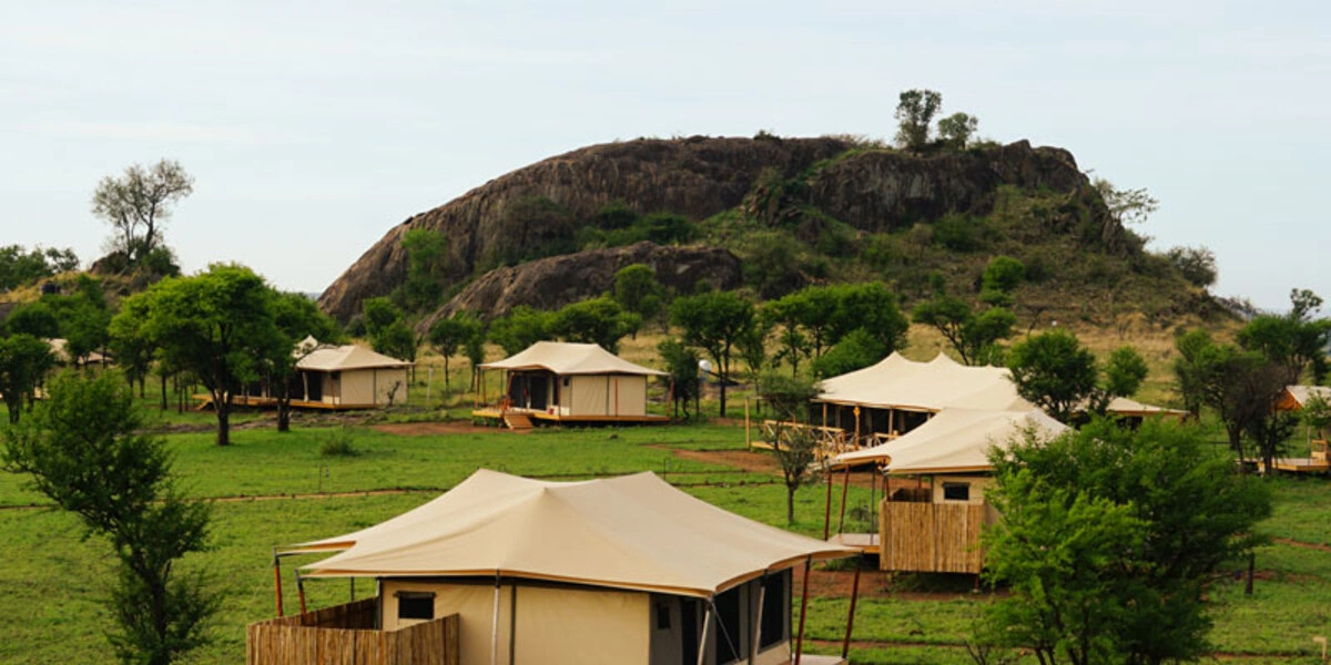 Captivating image showcasing the incredible wildlife and landscapes during Tanzania Tours and Safari, featuring majestic animals in their natural habitat.